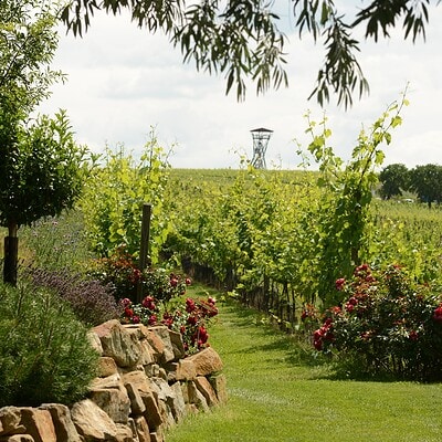 Vinnice v Brně, krásný výhled na vinice a krajinu s květinami, starým stromem a zahradou. Ideální pro milovníky vína, přírody a relaxace v Brně. Významné místo v regionu pro pěstování vína.